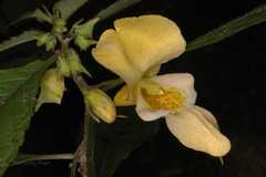 Impatiens scabrida